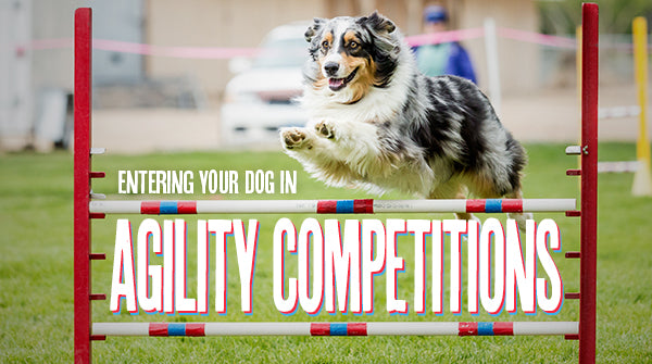 How Do Dog Agility Competitions Work? – American Kennel Club