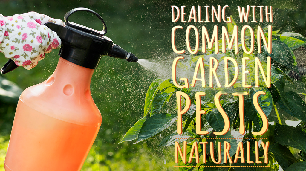 Dealing with Common Garden Pests Naturally