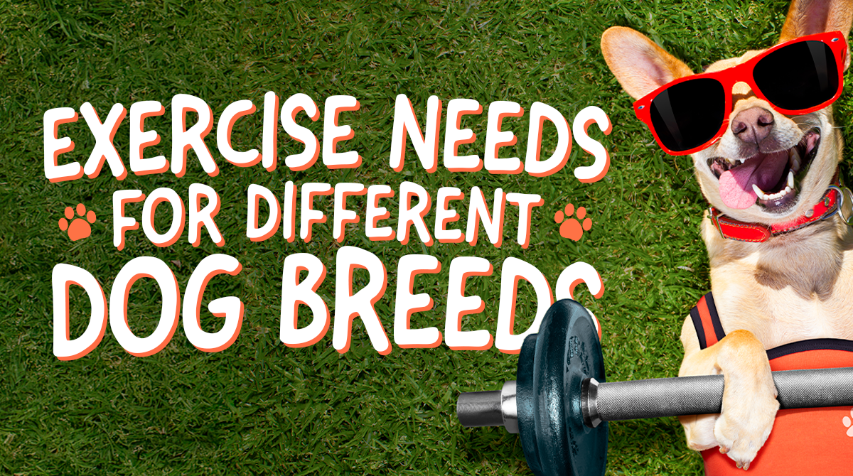 Exercise Needs for Different Dog Breeds