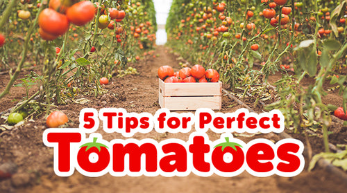5 Tips for Perfect Tomatoes