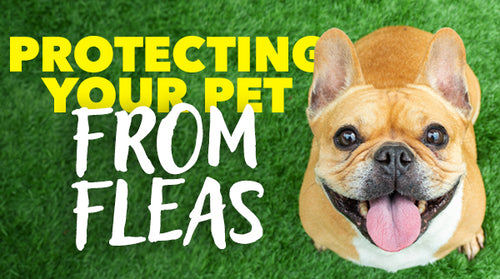 Protecting Your Pet from Fleas