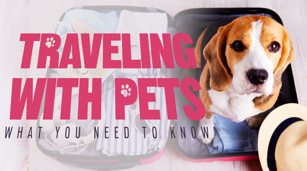Traveling with Pets: What You Need to Know