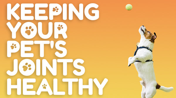 Keeping Your Pet's Joints Healthy