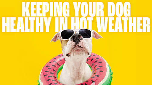 Keeping Your Dog Healthy in Hot Weather
