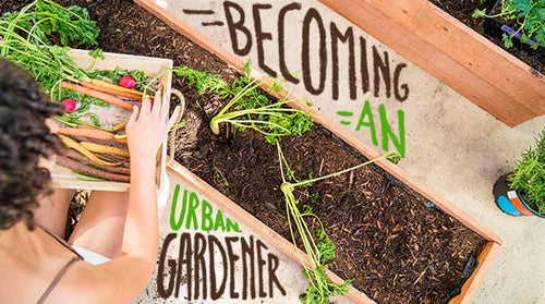 Becoming an Urban Gardener
