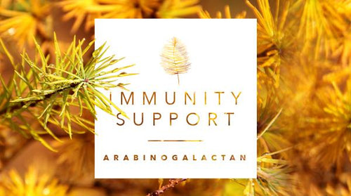 Immunity Support Focus: Arabinogalactan