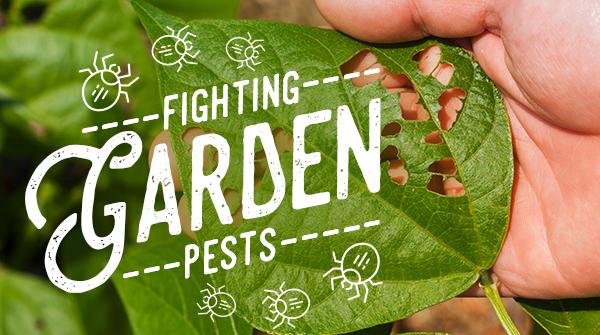 Natural Garden Pest Control