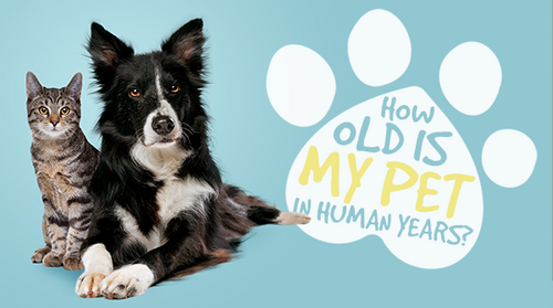 How Old Is My Pet in Human Years?