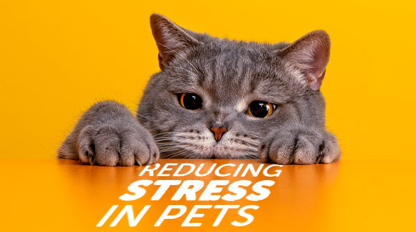 Reducing Stress in Pets