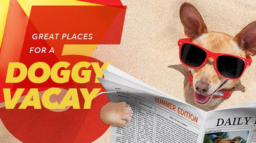 5 Great Places for a Doggy Vacay