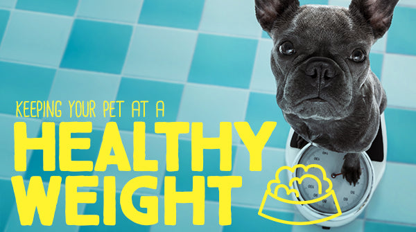 Keeping Your Pet At a Healthy Weight