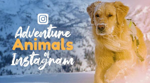 Adventure Animals of Instagram