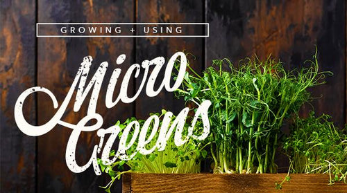 Growing & Using Microgreens