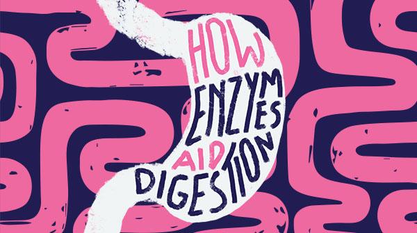 How Enzymes Aid Digestion