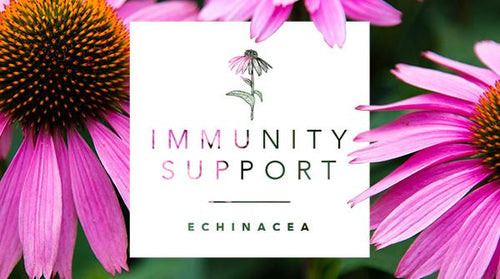 Immunity Support Focus: Echinacea