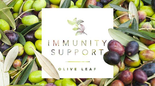 Immunity Support Focus: Olive Leaf