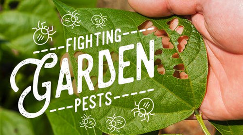 Natural Garden Pest Control