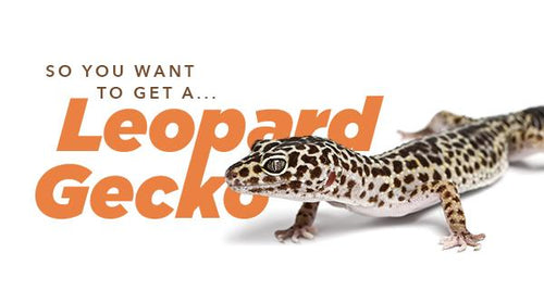 So You Want to Get a…Leopard Gecko
