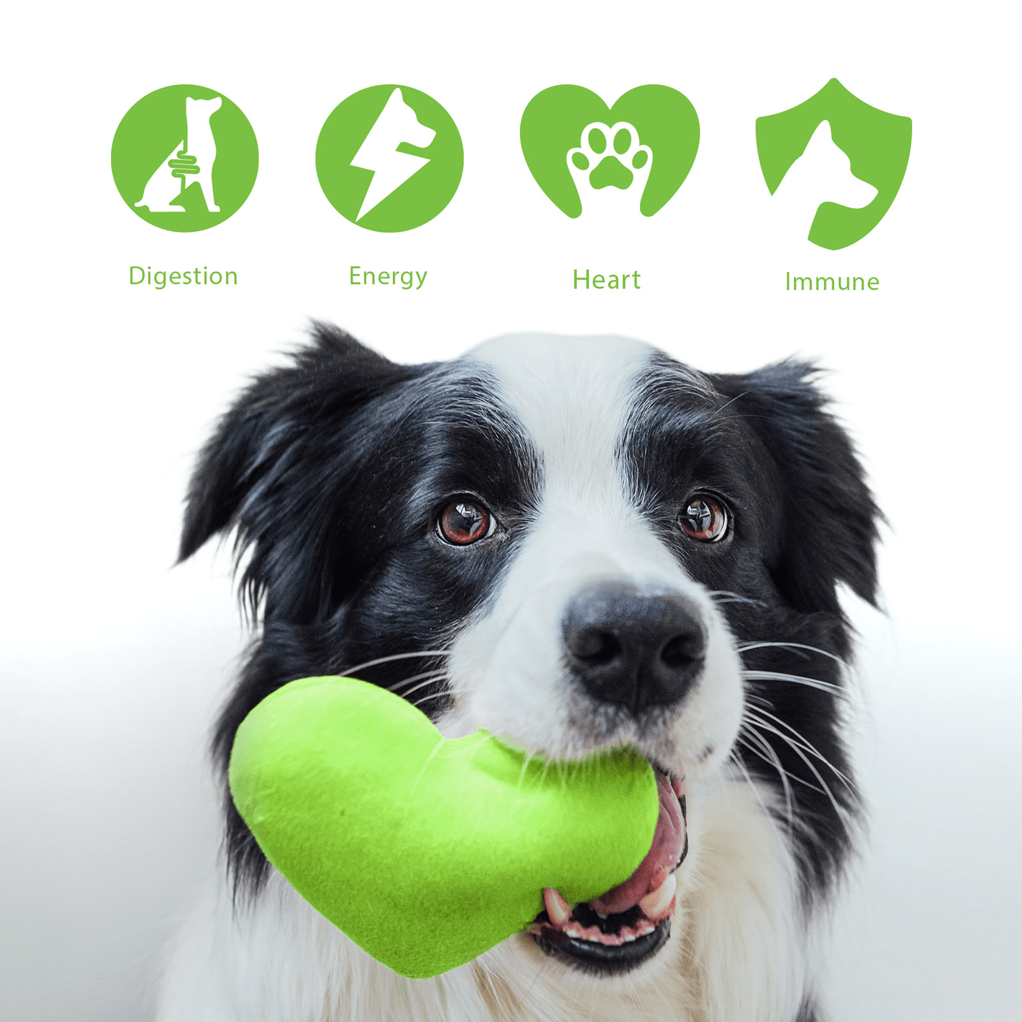 FurBaby® Probiotic Supplement for Dogs - 9.50 OZ